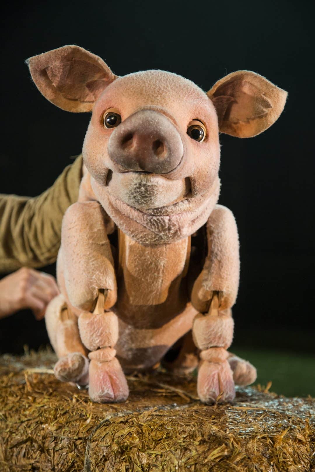 Babe The Sheep Pig live on stage