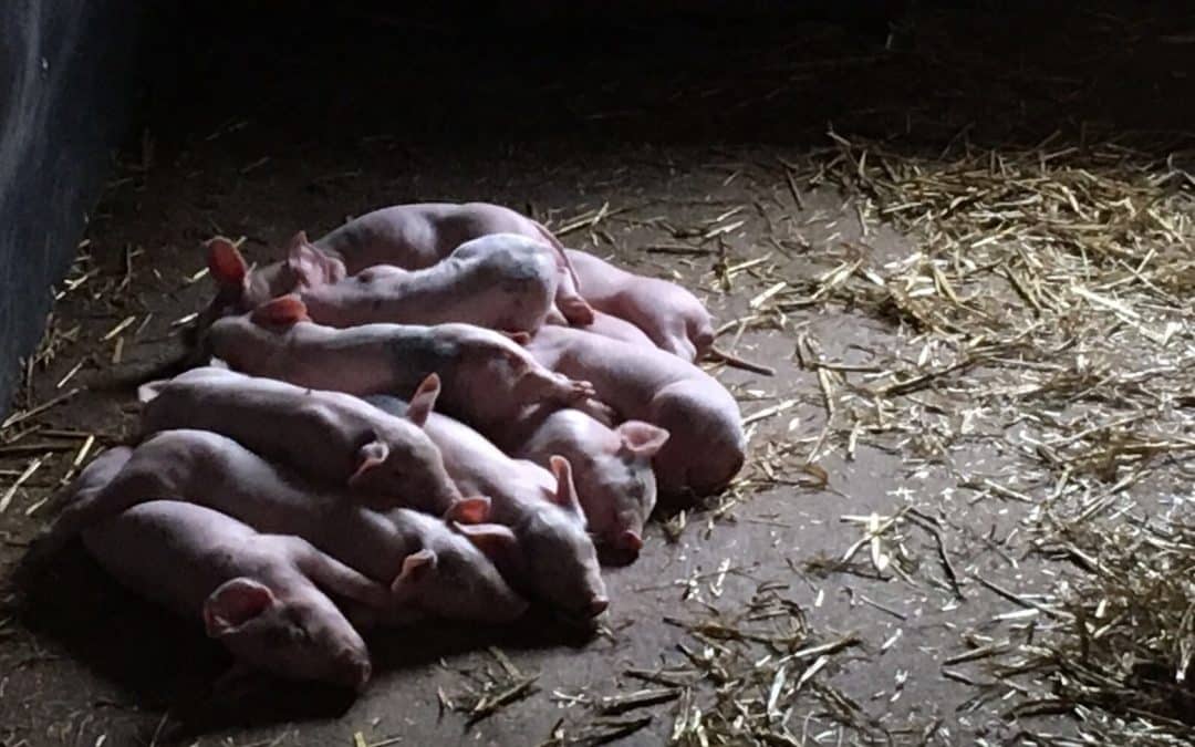 Visiting Cannon Hall Farm + The rise of the SUPER FARMS!