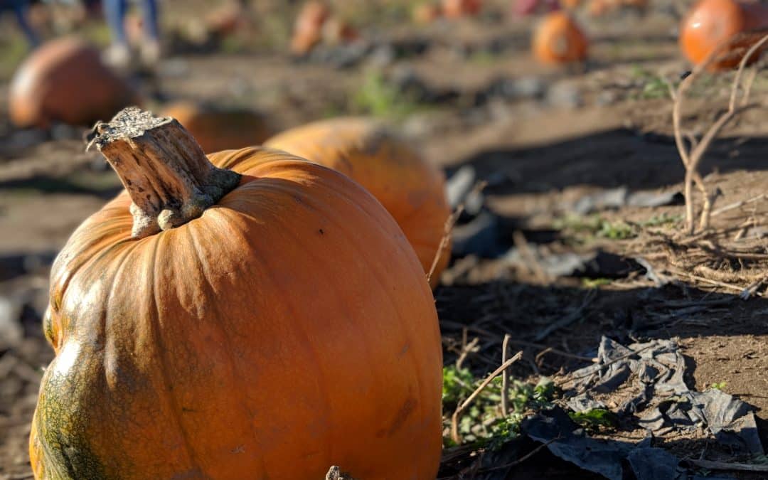 Zero-Waste Pumpkins & Healthy Pumpkin Recipes: How to Cook, Bake and Create
